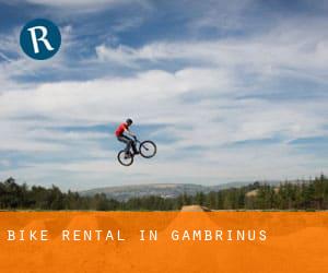 Bike Rental in Gambrinus